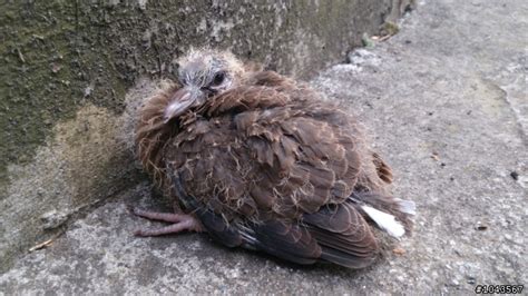 斑鳩幼鳥死亡|救援受傷野鳥 鳥會醫院互助合作